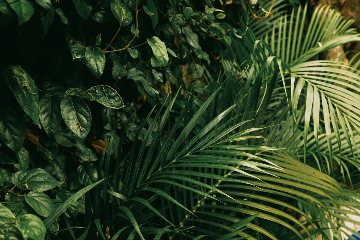 A boho corner decorated with trailing houseplants and woven textures